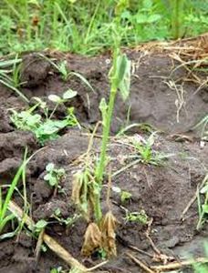 uploads/images/disease/Wilt of sesame.jpg
